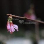 ブロネタ未整理_0436