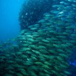 ラウラウ アジ玉2